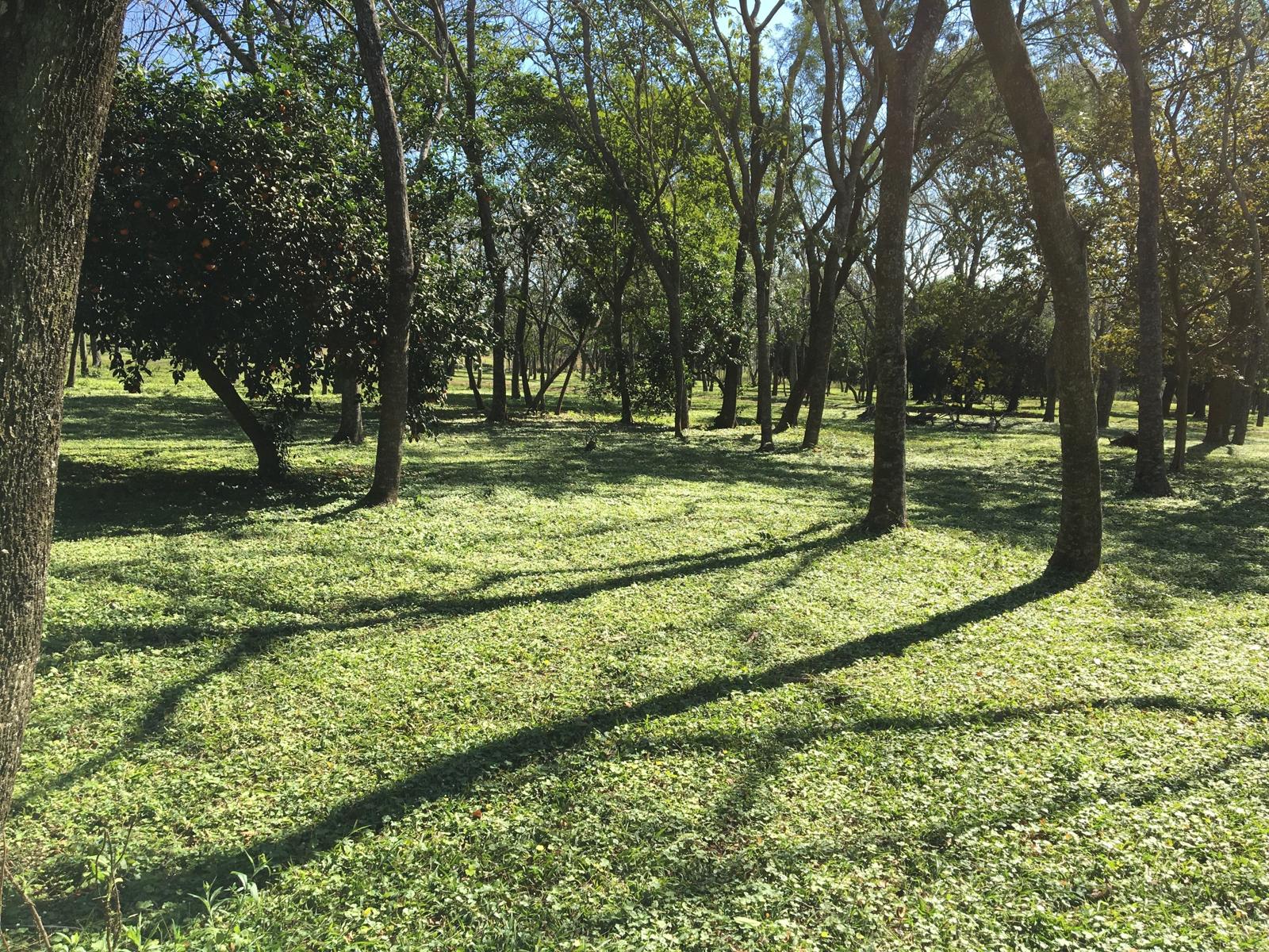 Sombra de los árboles sobre el pasto